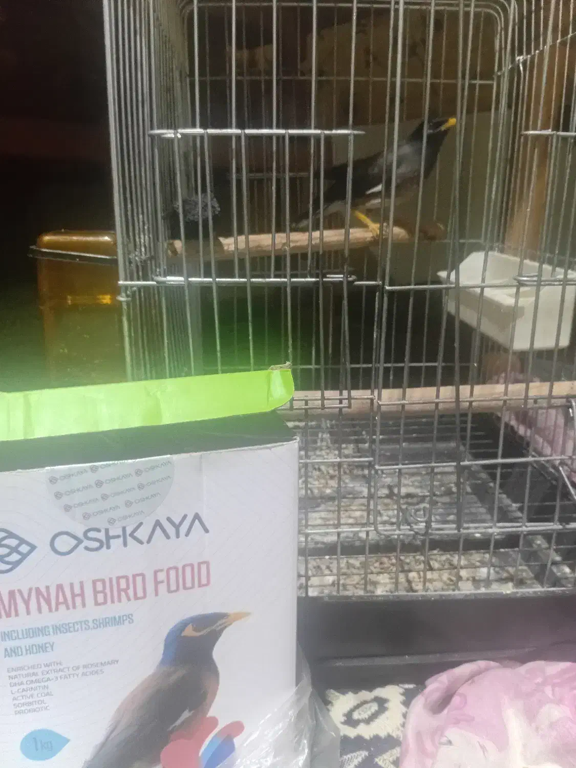 مرغ مینا|پرنده|شهریار, شهریار|دیوار