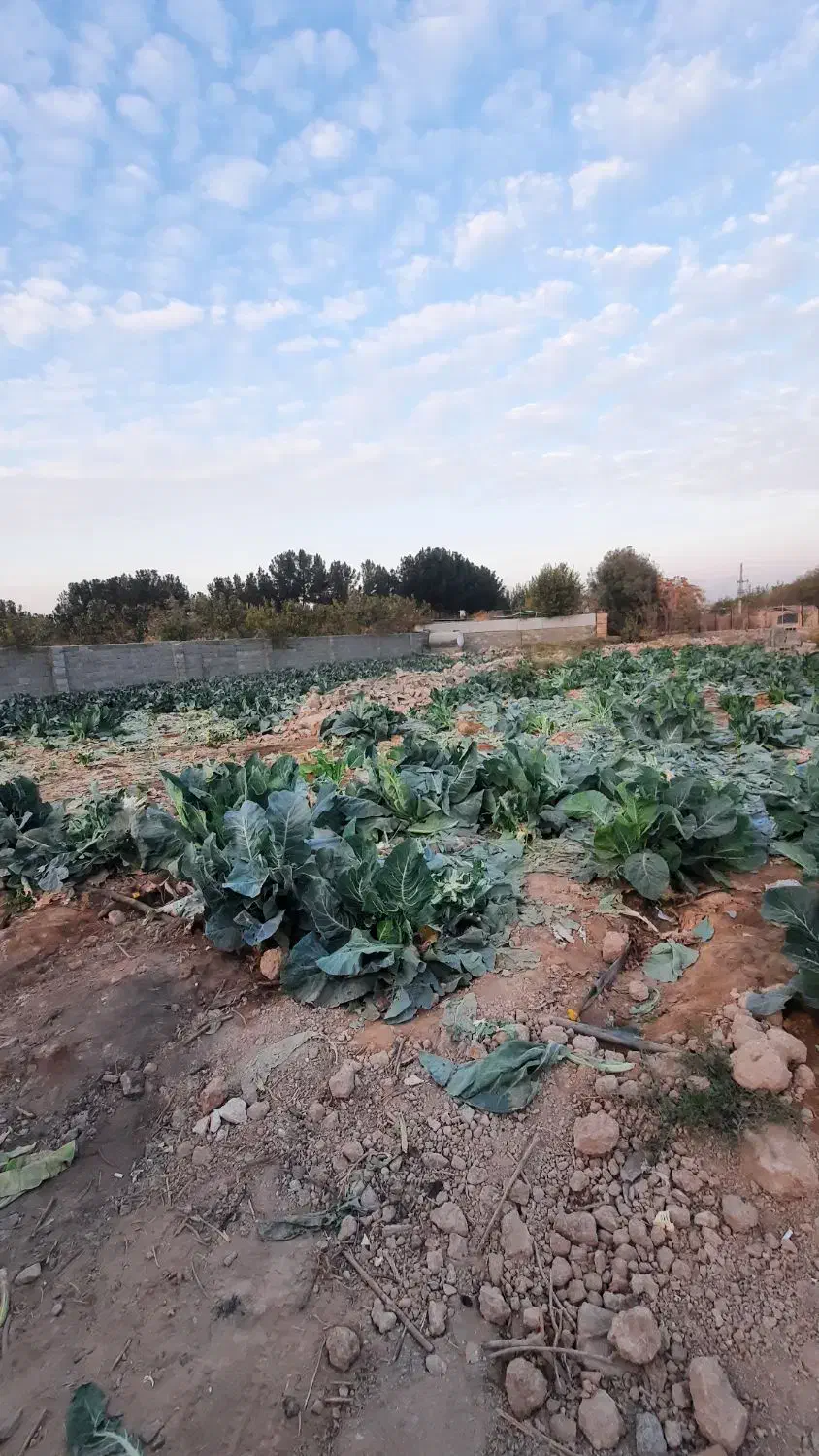 زمین کاشانک|فروش زمین و ملک کلنگی|اسلامشهر, کاشانک|دیوار