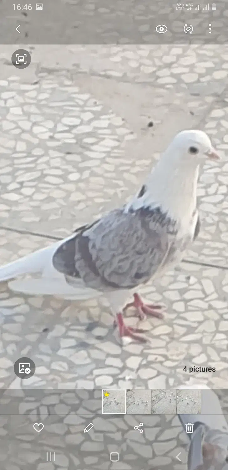 هما سرور نر|پرنده|پردیس, فاز ۲|دیوار