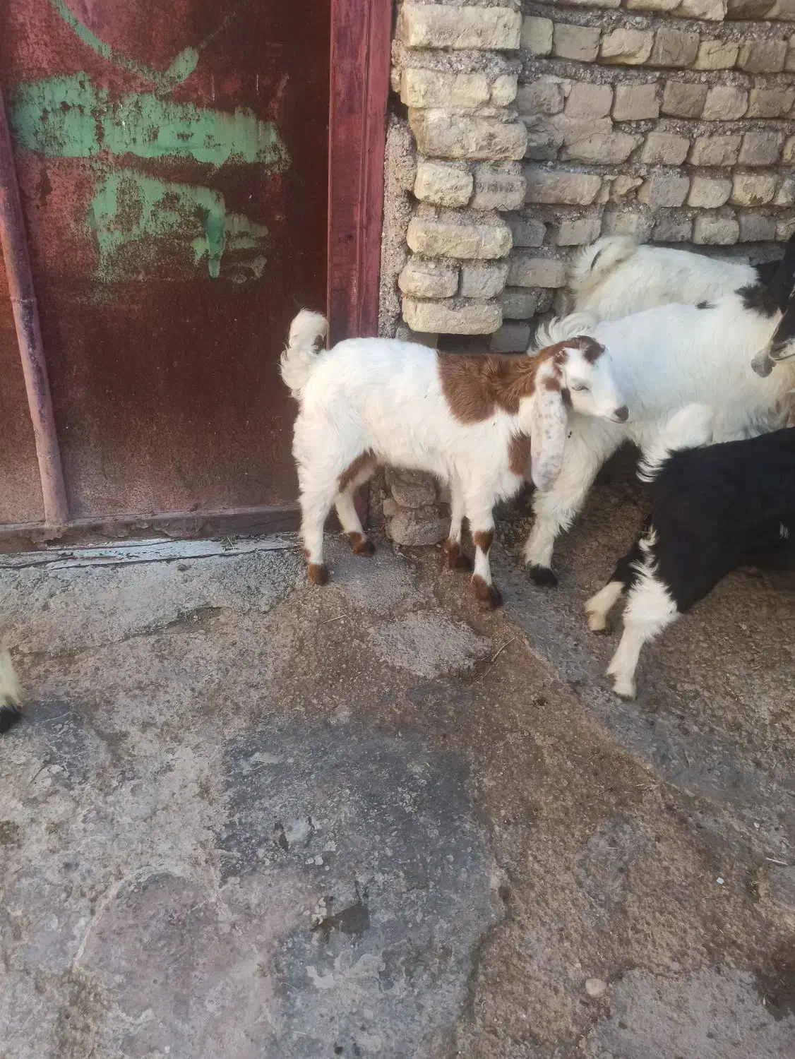 6تا بزغاله|حیوانات مزرعه|دزفول, |دیوار