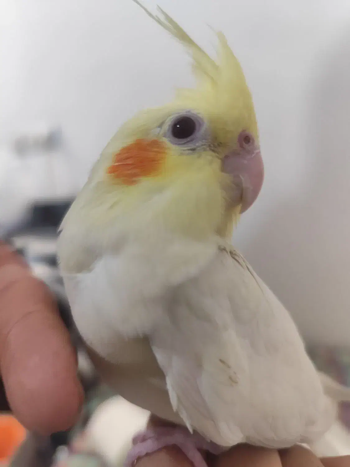 عروس هلندی|پرنده|شیروان (خراسان), |دیوار