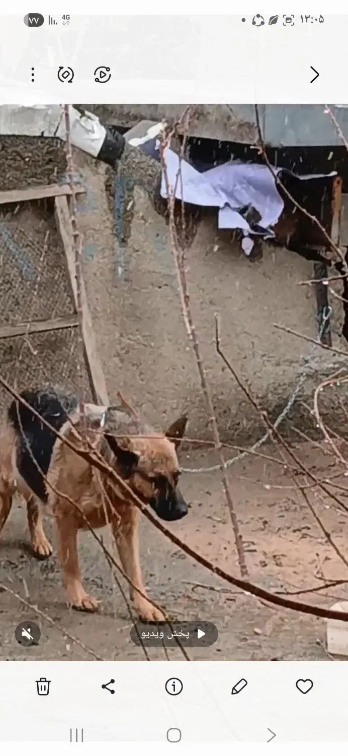 گمشده|حیوانات|بروجرد, |دیوار