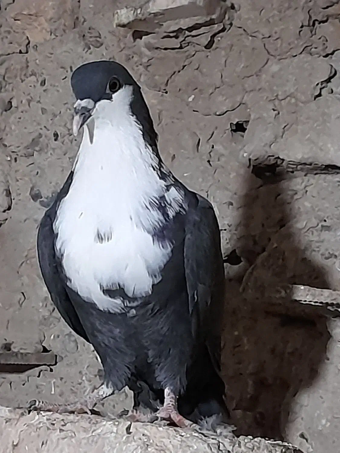 ریش ماده|پرنده|زابل, |دیوار