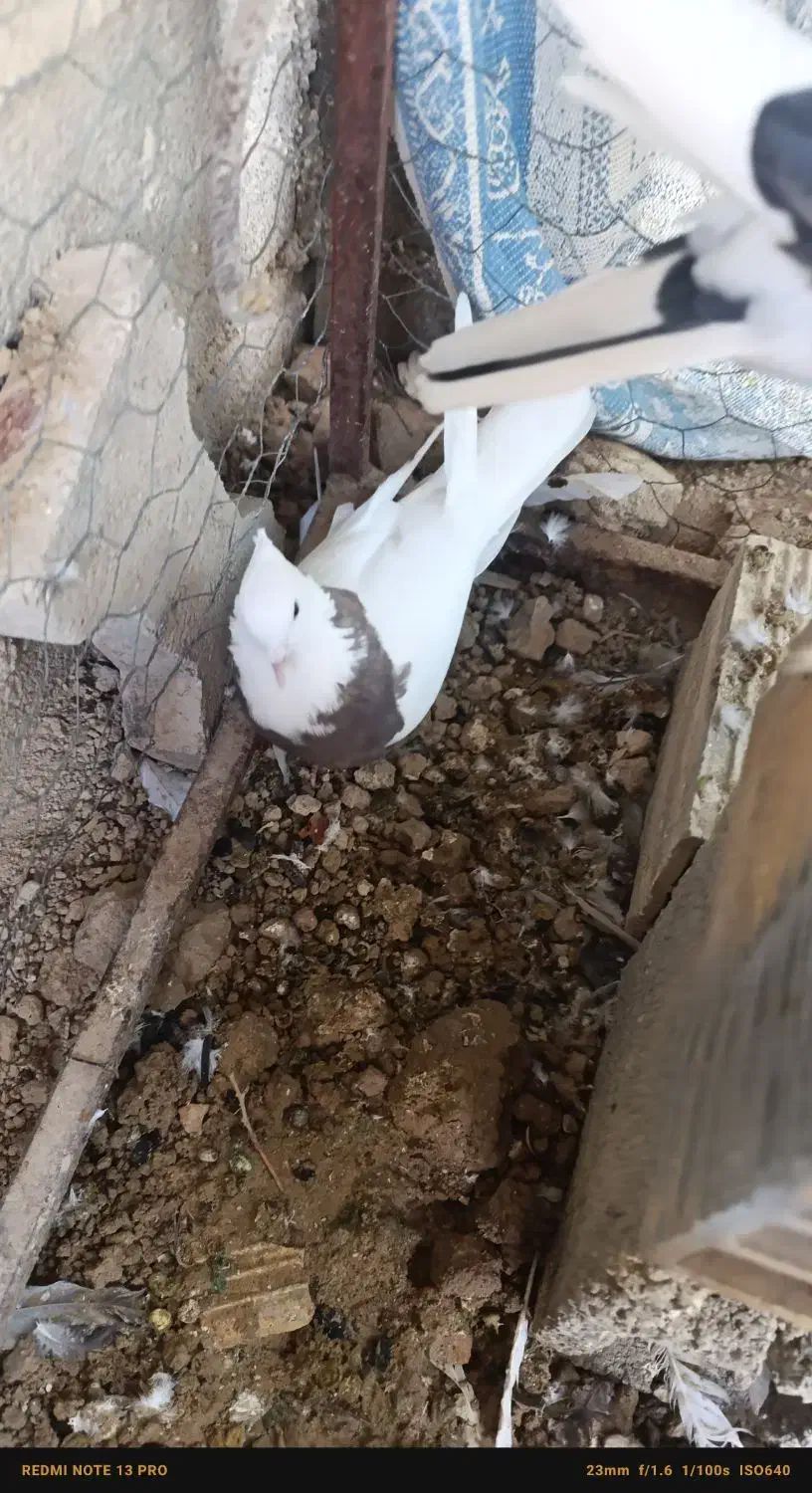 یه کفتر ماده طوقی|پرنده|جم, |دیوار