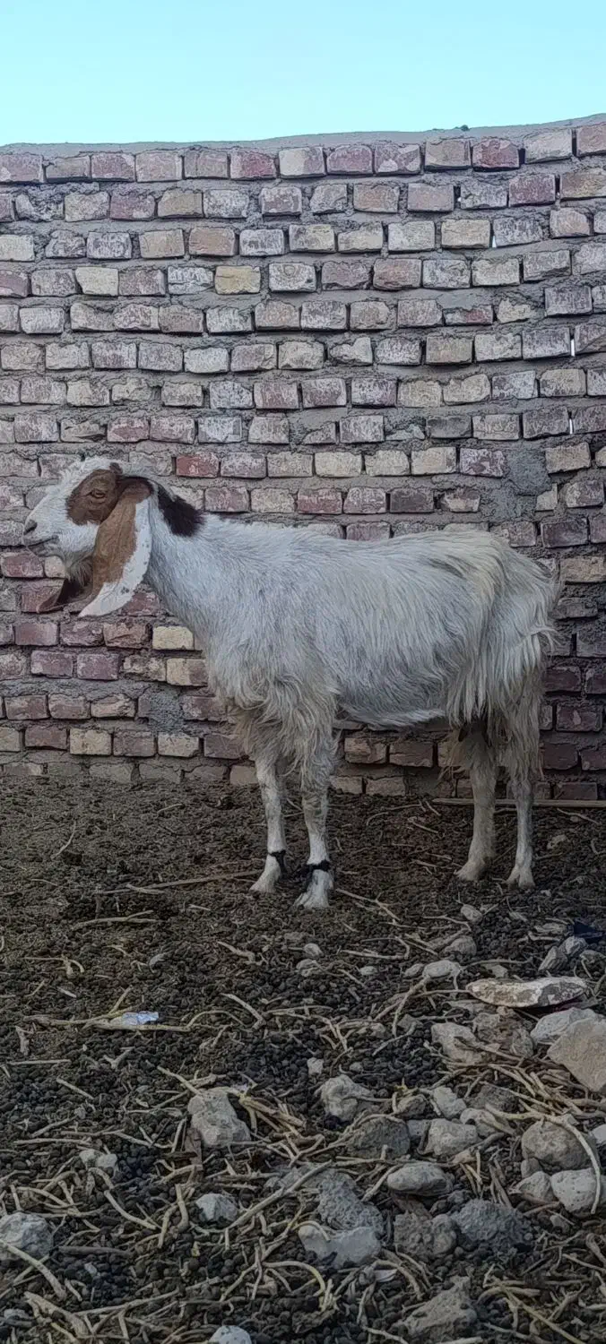 سلام بز مری با کهره ماده|حیوانات مزرعه|جزنیک, |دیوار