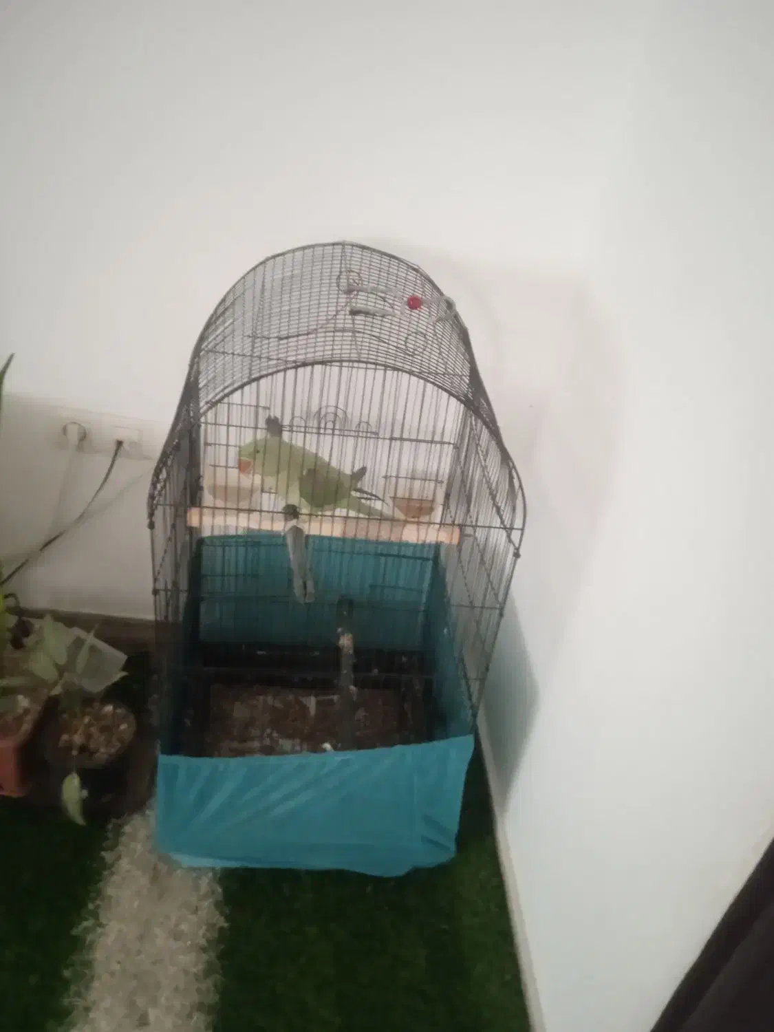 شاه طوطی با قفس سالم،وخیلی،سرحال|پرنده|سنندج, |دیوار