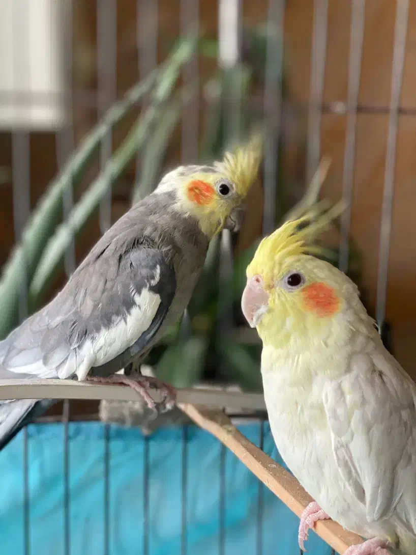 یک جفت عروس هلندی|پرنده|نورآباد, |دیوار