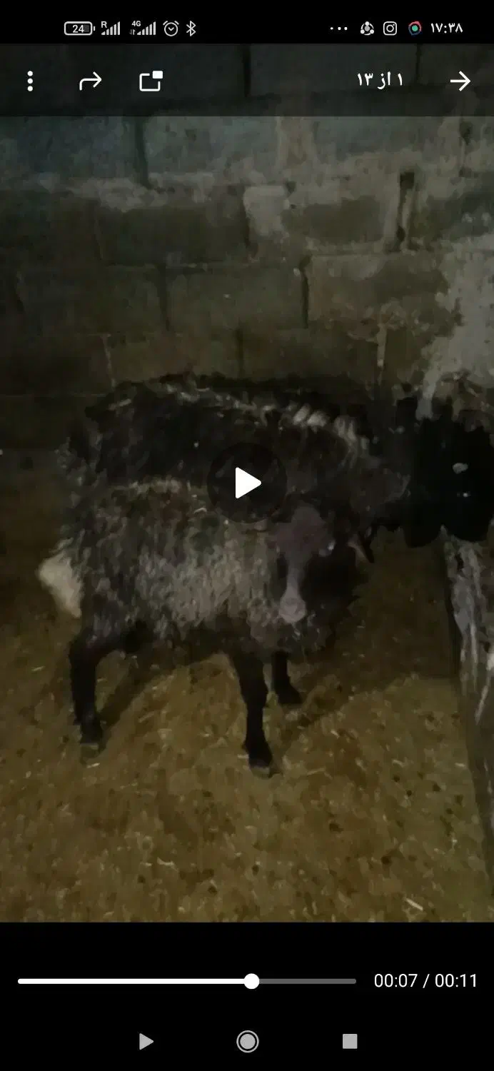 گوسفند سبک|حیوانات مزرعه|جوانرود, |دیوار