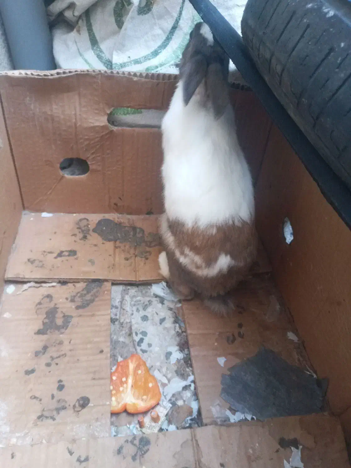 خرگوش|موش و خرگوش|اقبالیه, |دیوار