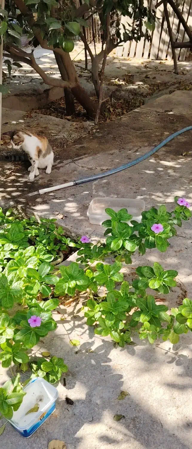 واگذاری گربه|گربه|بوشهر, |دیوار