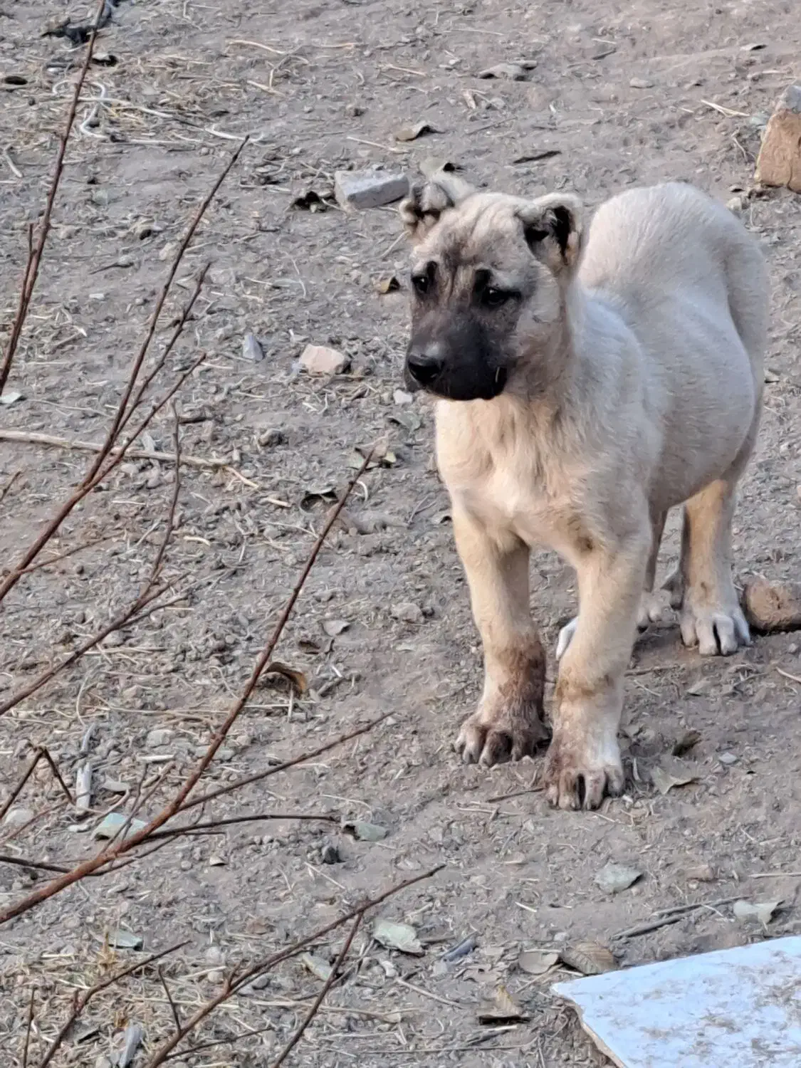 توله اصل|سگ|دشتابی, |دیوار