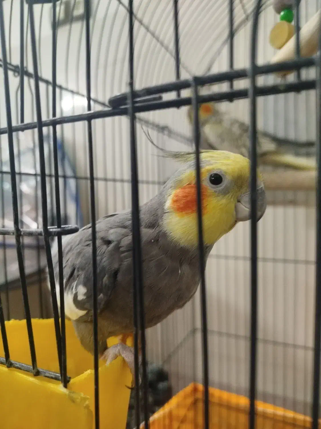 دو عدد عروس هلندی کشیده و سرحال آماده تخم گذاری|پرنده|یزد, |دیوار