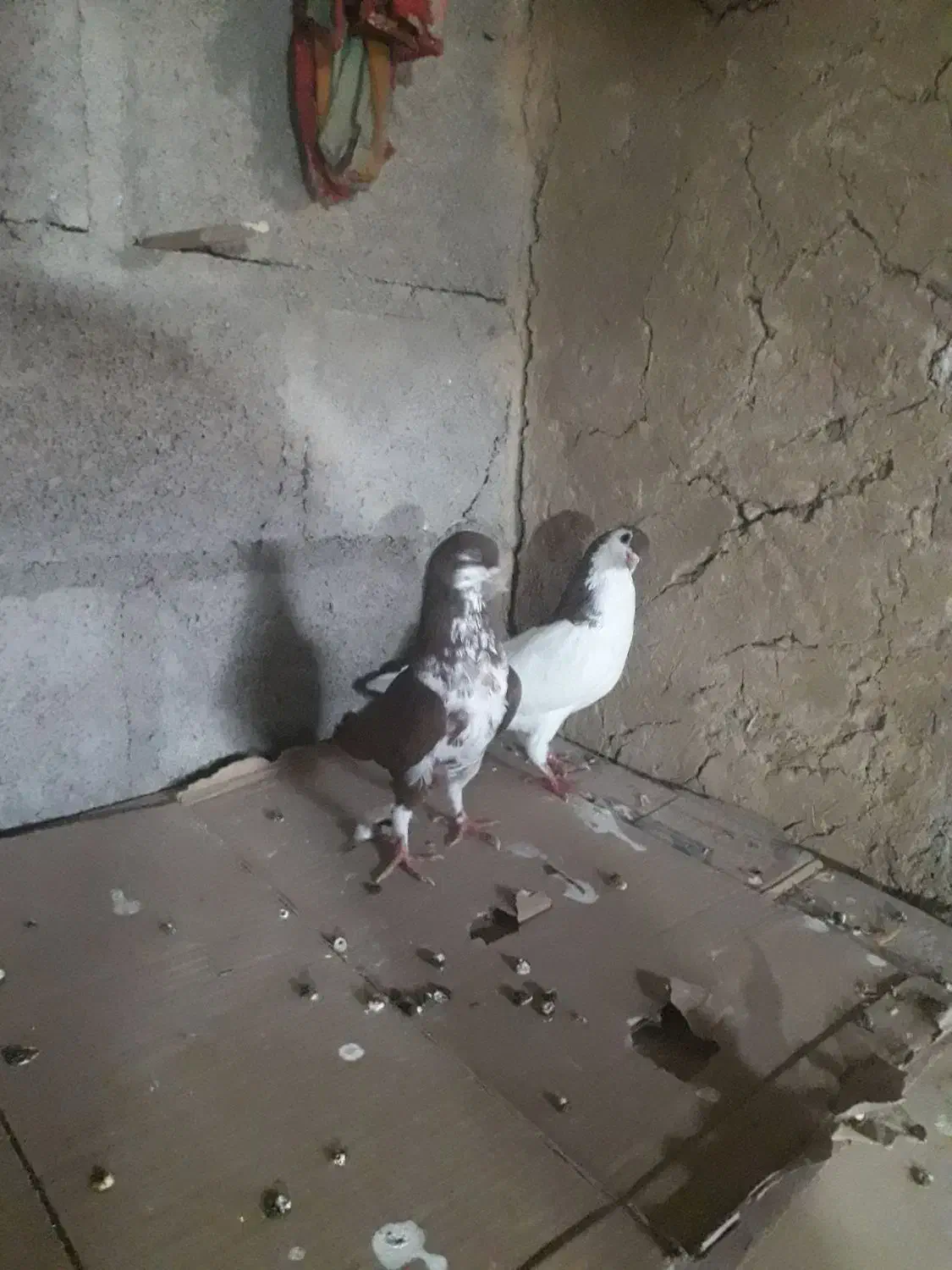کبوتر|پرنده|جم, |دیوار