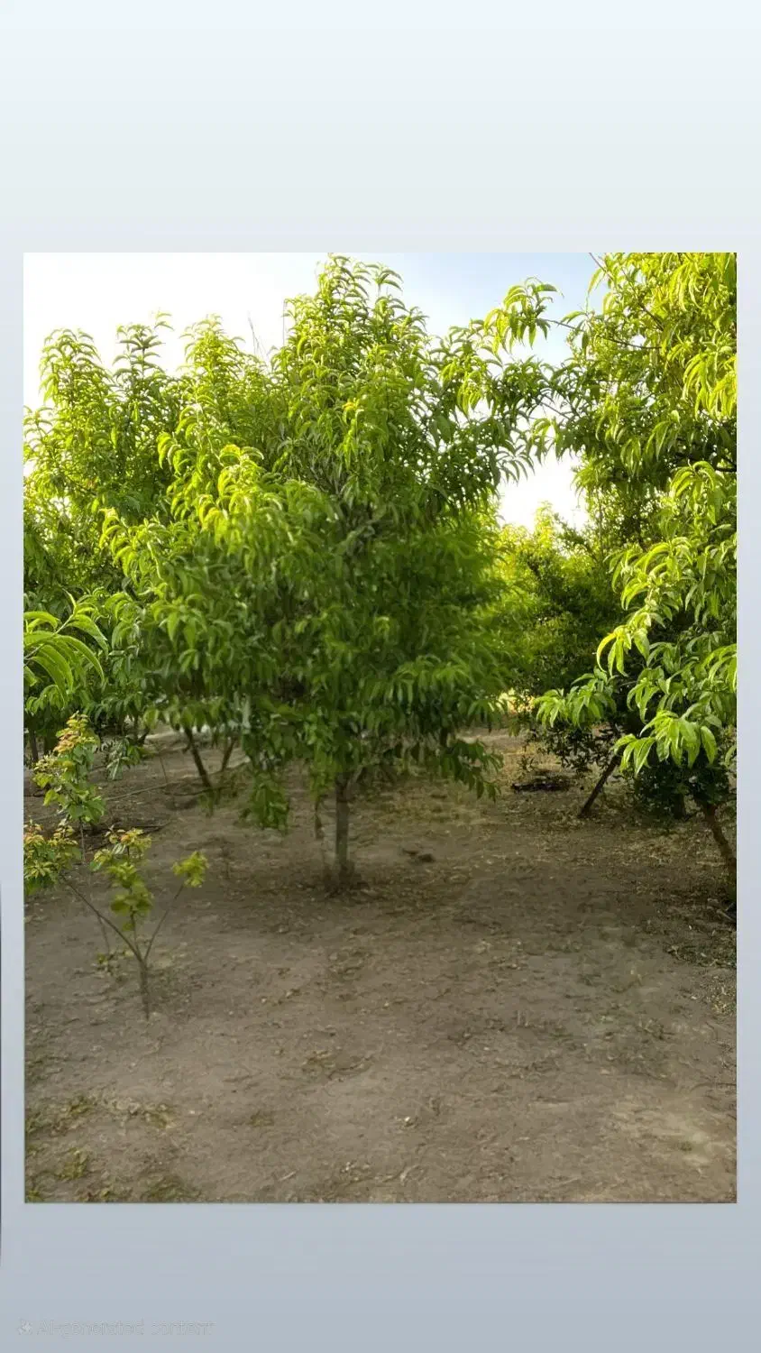 باغ شهری روستای جونجان مرودشت|فروش زمین و ملک کلنگی|مرودشت, ده بید|دیوار