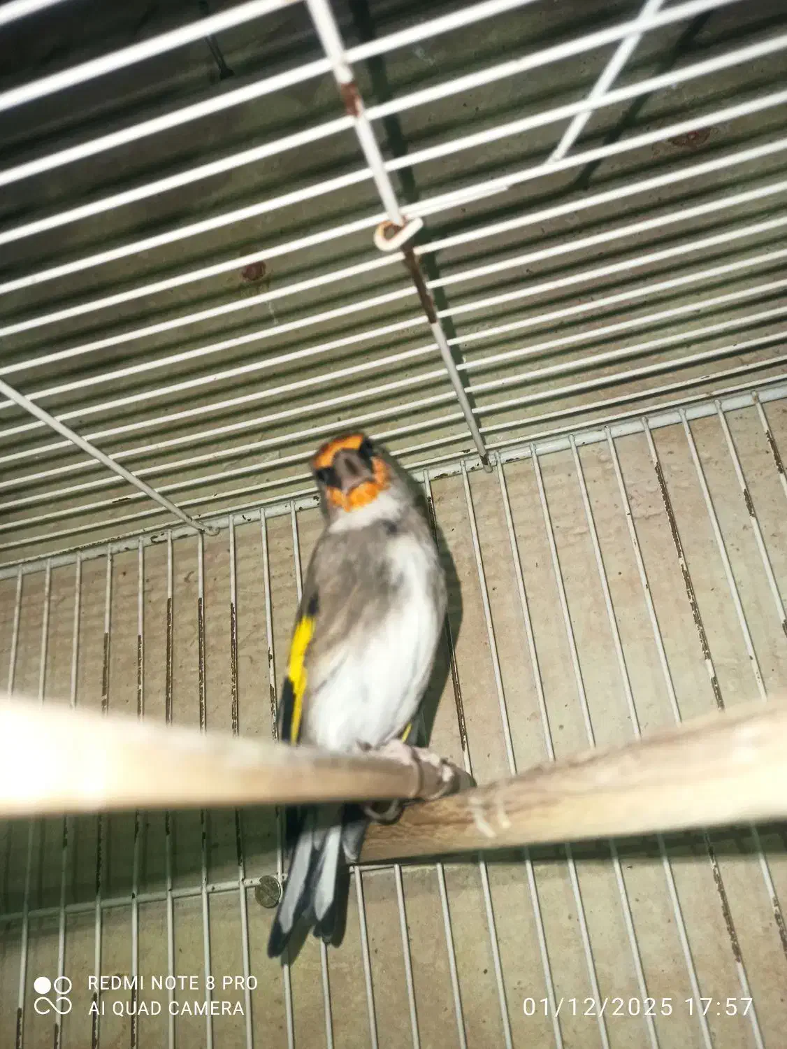 سهره نر|پرنده|بیرجند, |دیوار