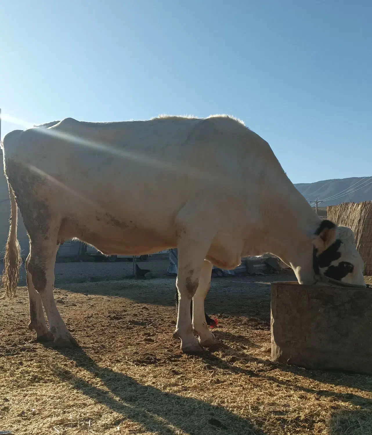 گاو آبستن|حیوانات مزرعه|سیروان, |دیوار