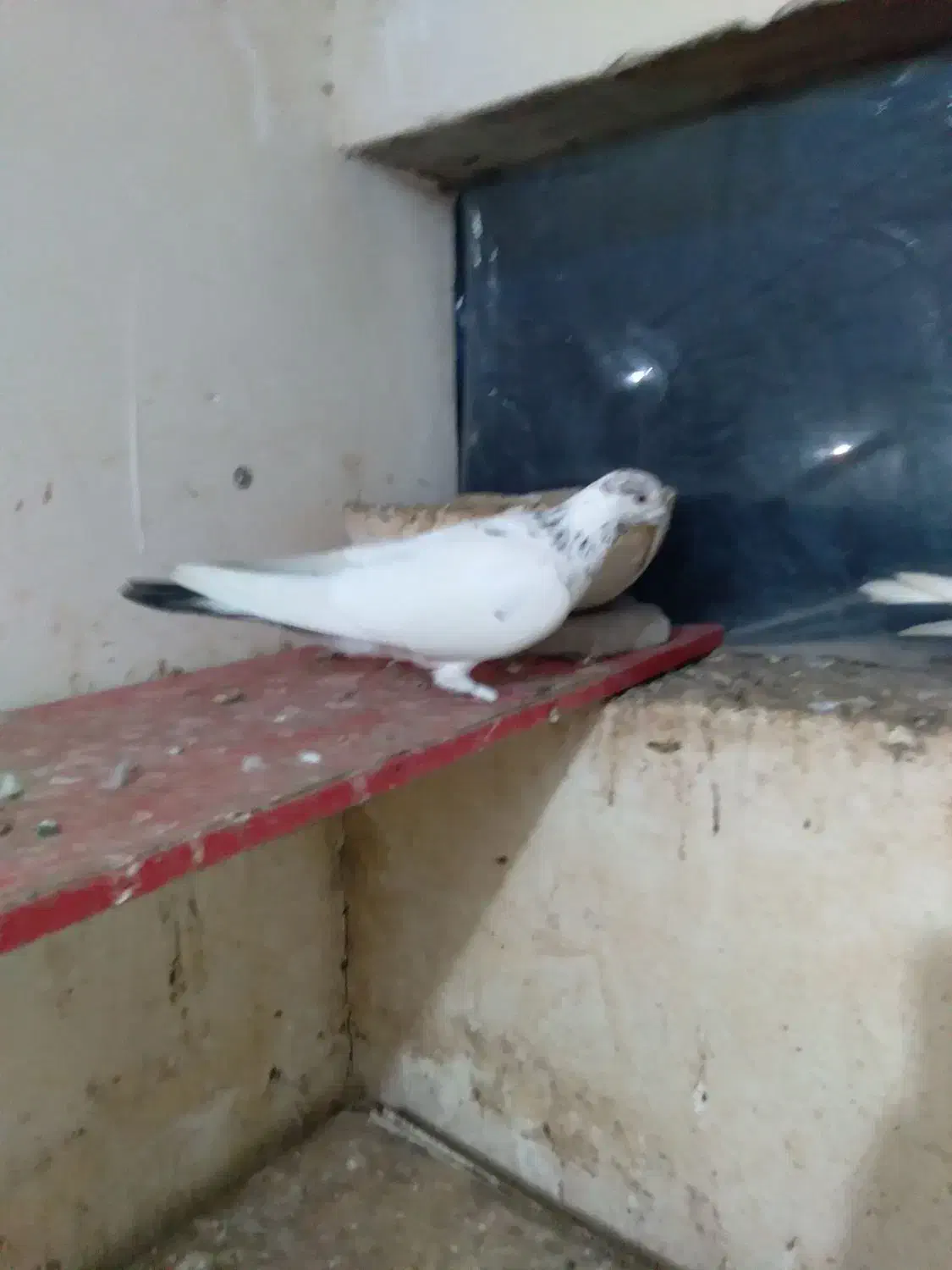 فروش کبوتر|پرنده|رودسر, |دیوار