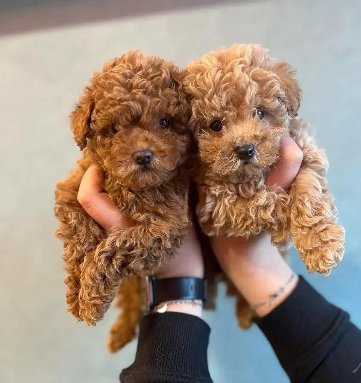 توی پودل اصیل با تضمین اصالت نژاد|سگ|رشت, چله خانه|دیوار