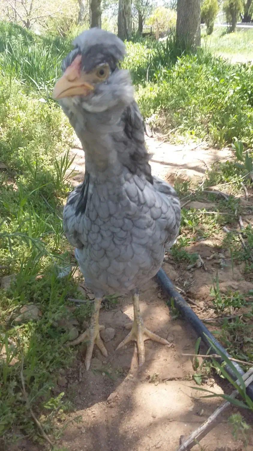 تخم مرغ نطفه دار گلین ریش چهلتاج منگوای طوسی ودودی|حیوانات مزرعه|زنجان, |دیوار