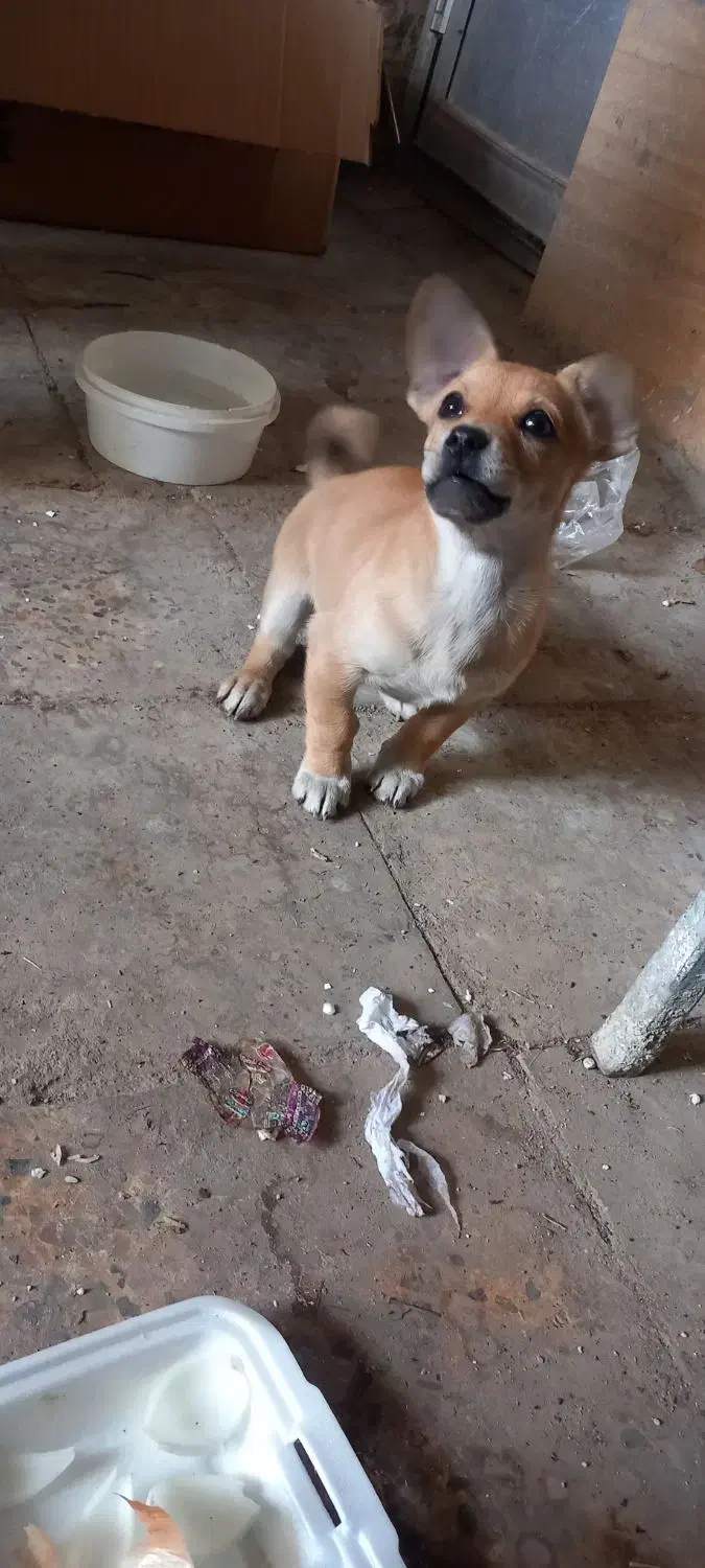 توله اشپیتزفقط ۱ملیون ودویست|سگ|دورود, |دیوار