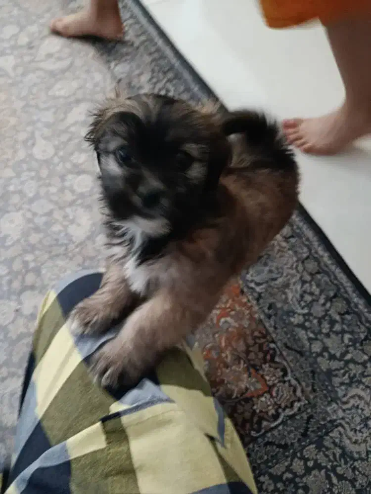 پاپی نژاد مالتیپو|سگ|پرند, فاز ۴|دیوار