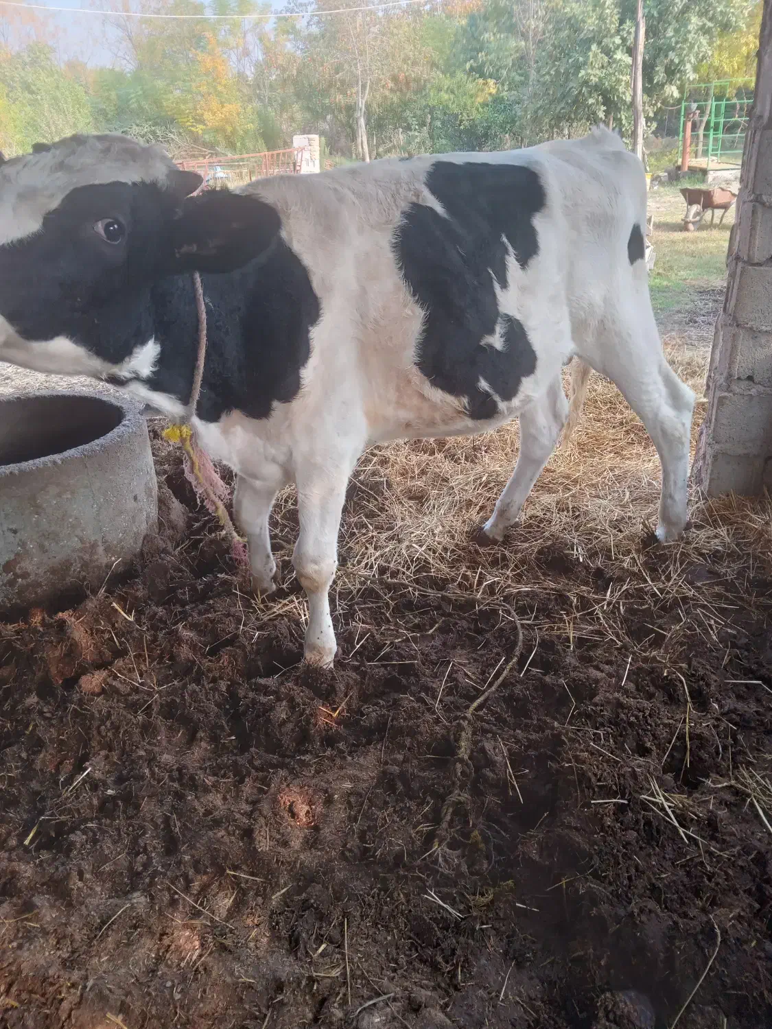 گوساله نر هلشتاین صنعتی|حیوانات مزرعه|رامیان, |دیوار