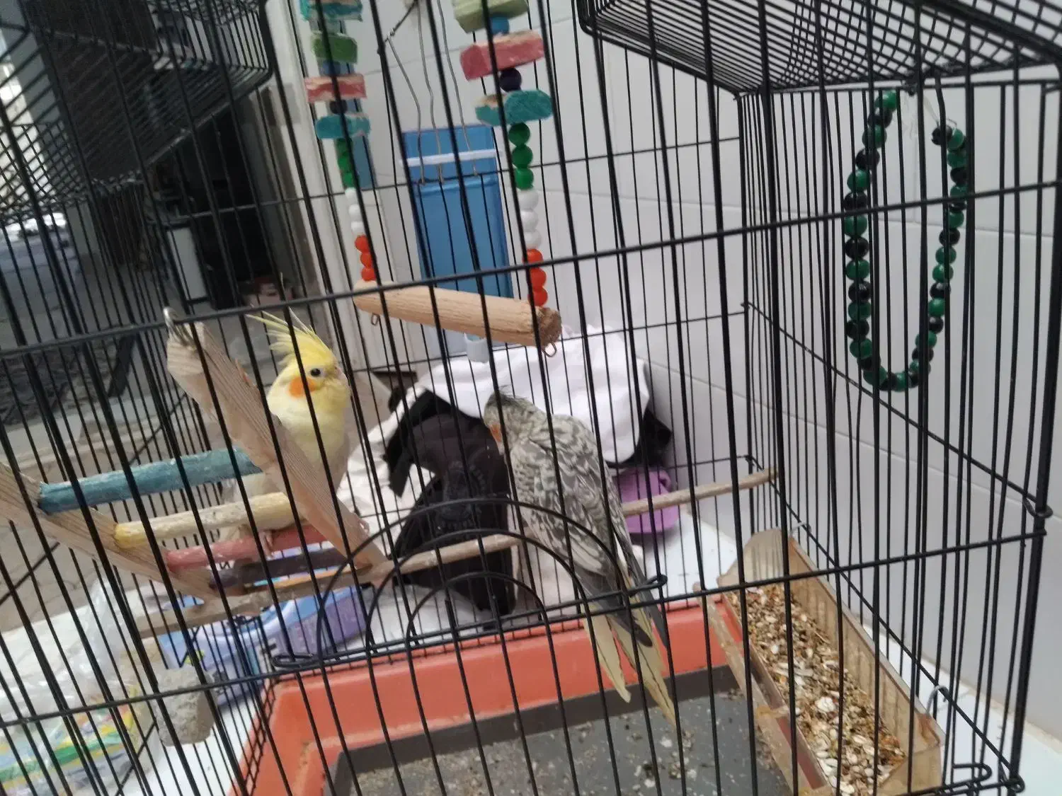 عروس هلندی 4میلیون با قفس|پرنده|الیگودرز, |دیوار