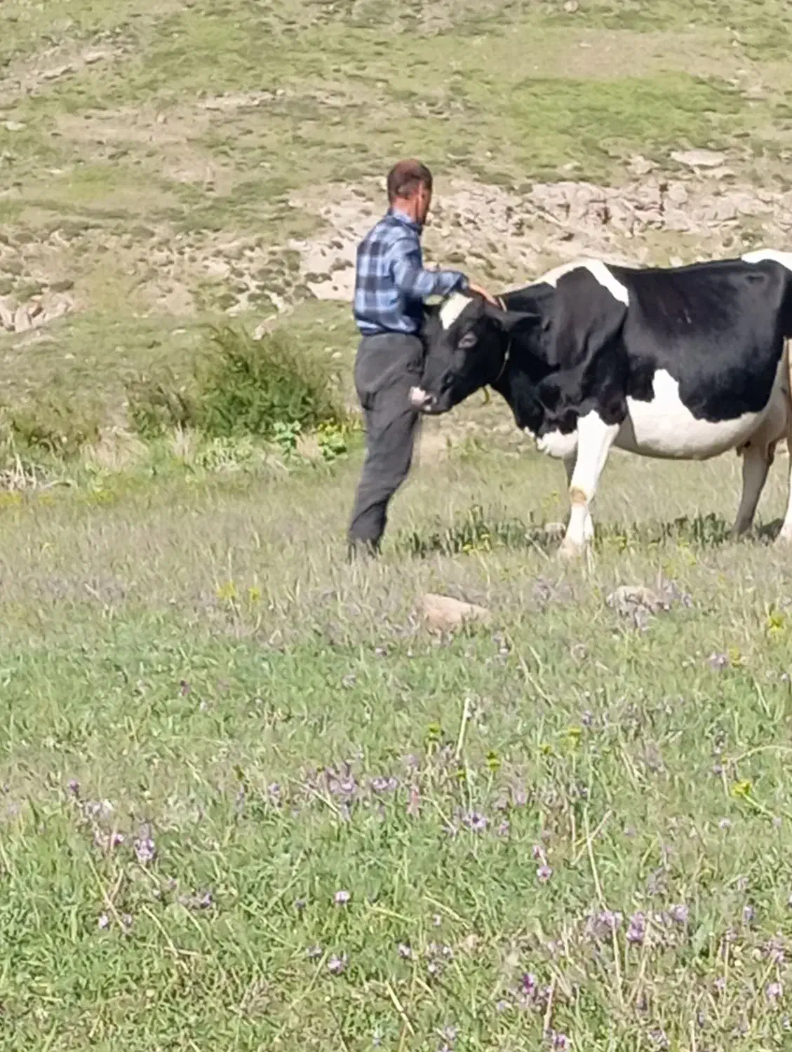 گاو 3دوغجاغ تزمینی میدم 10 کیلو شیر میدن|حیوانات مزرعه|خاروانا, |دیوار