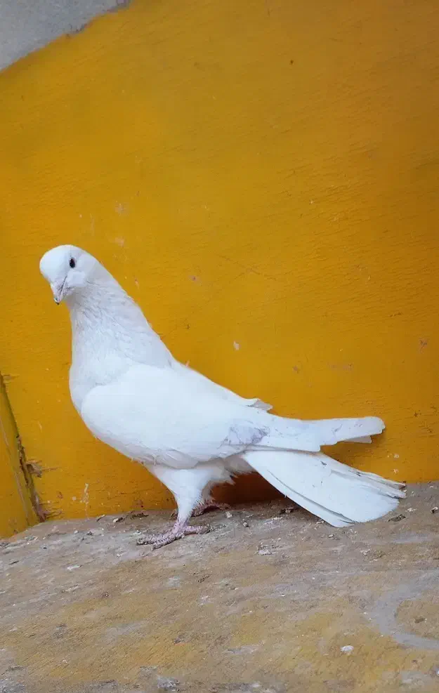 کبوتر گره بند|پرنده|کوهدشت, |دیوار