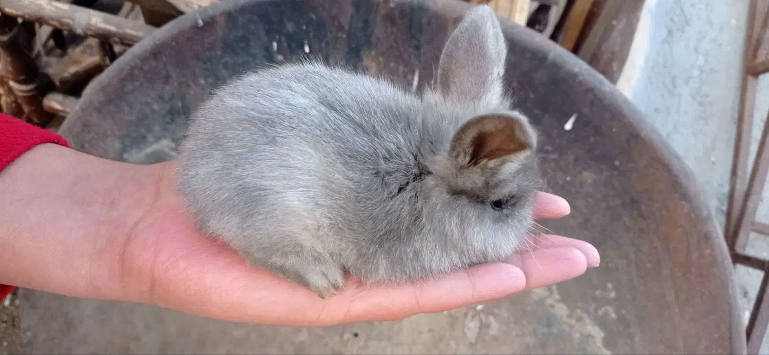 بچه خرگوش|موش و خرگوش|مشهد, رضاشهر|دیوار