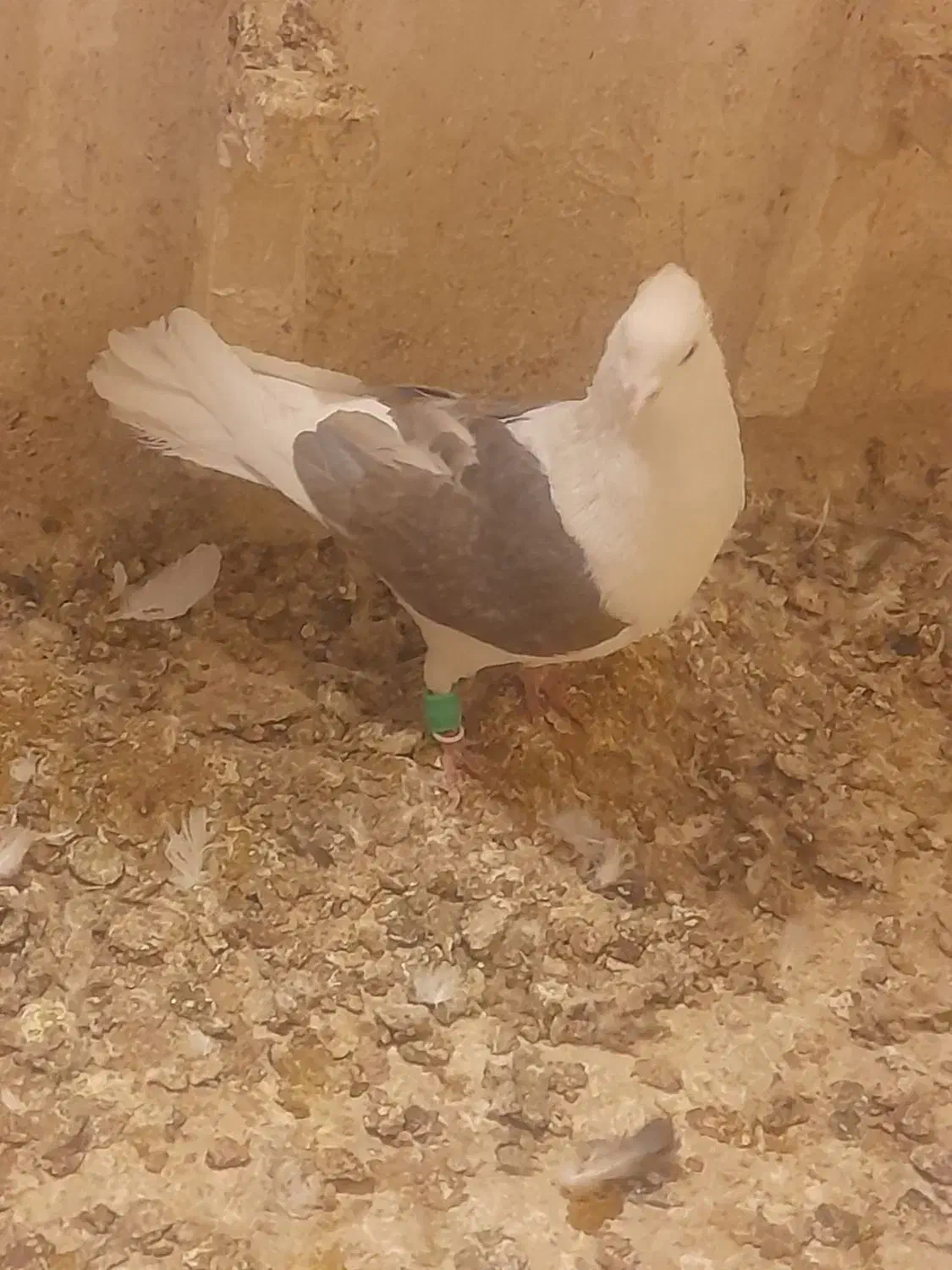 کبوتر|پرنده|مشهد, دریادل|دیوار