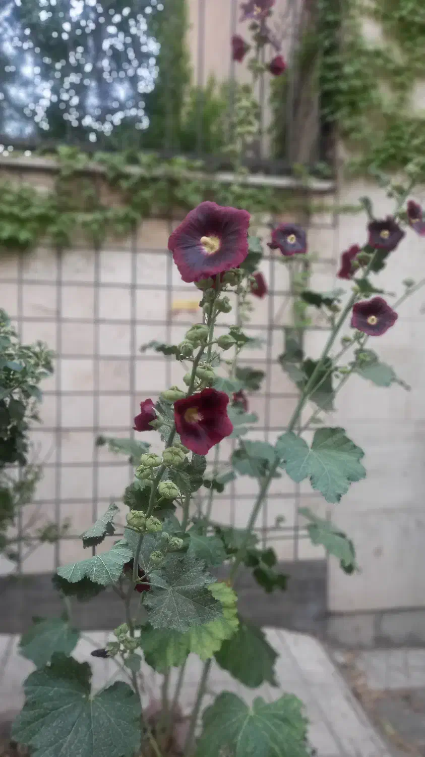 آپارتمان ۶۰ متری دوخوابه تاجری|اجارهٔ آپارتمان|تهران, شیوا|دیوار