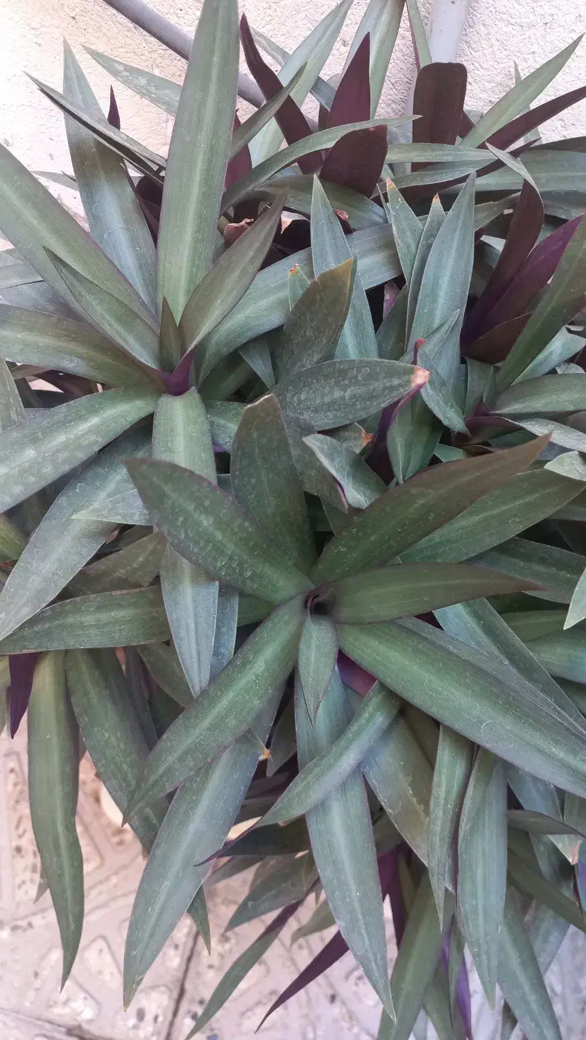 گل وگیاه|گل و گیاه طبیعی|بهارستان, |دیوار