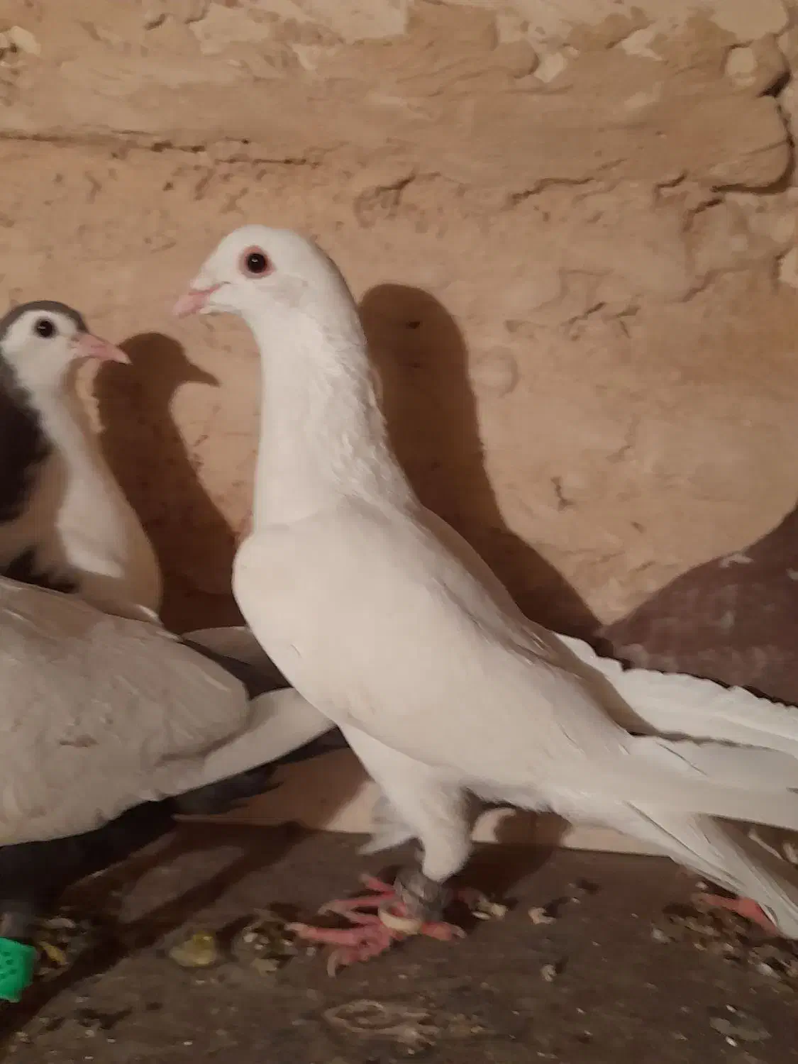 کفتر سفید آلمانی|پرنده|گلبهار, شهر جدید گلبهار|دیوار