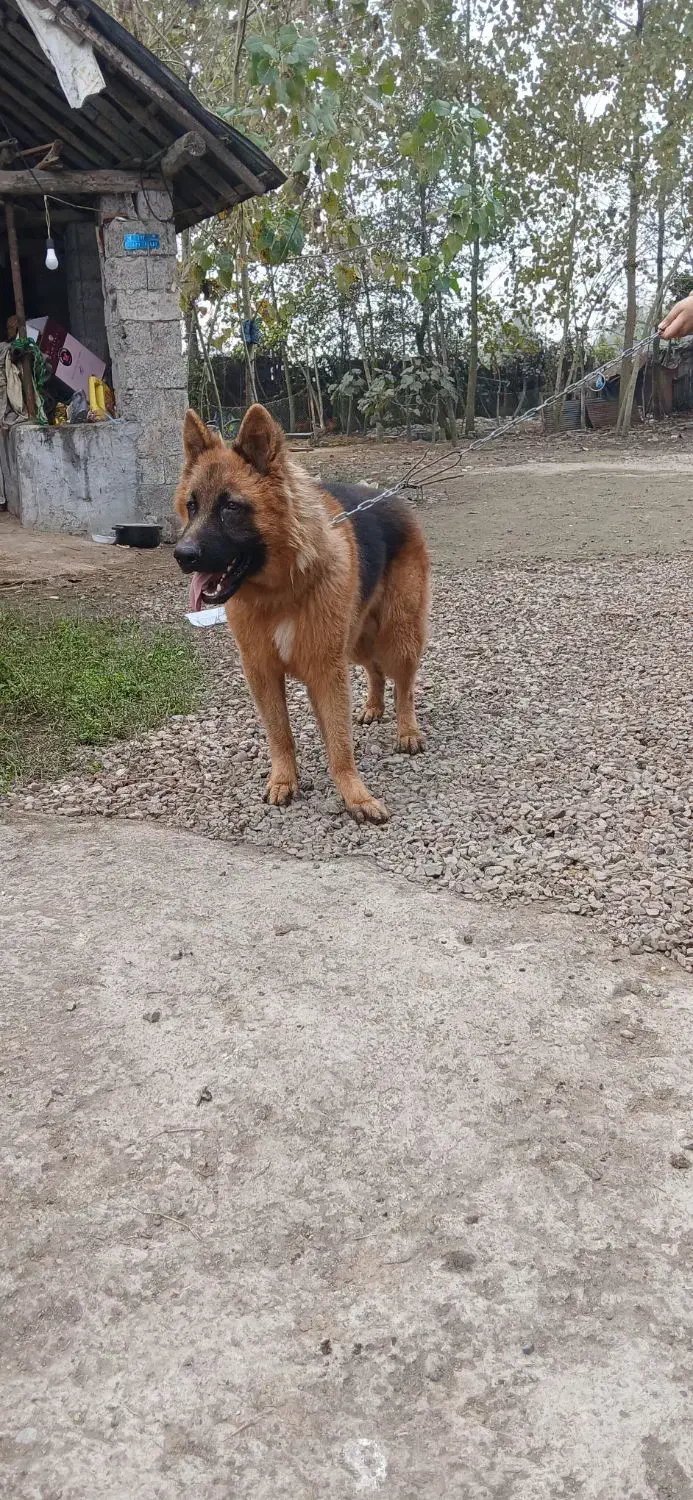 سگ ژرمن شپرد نر|سگ|رشت, کوی امام رضا|دیوار