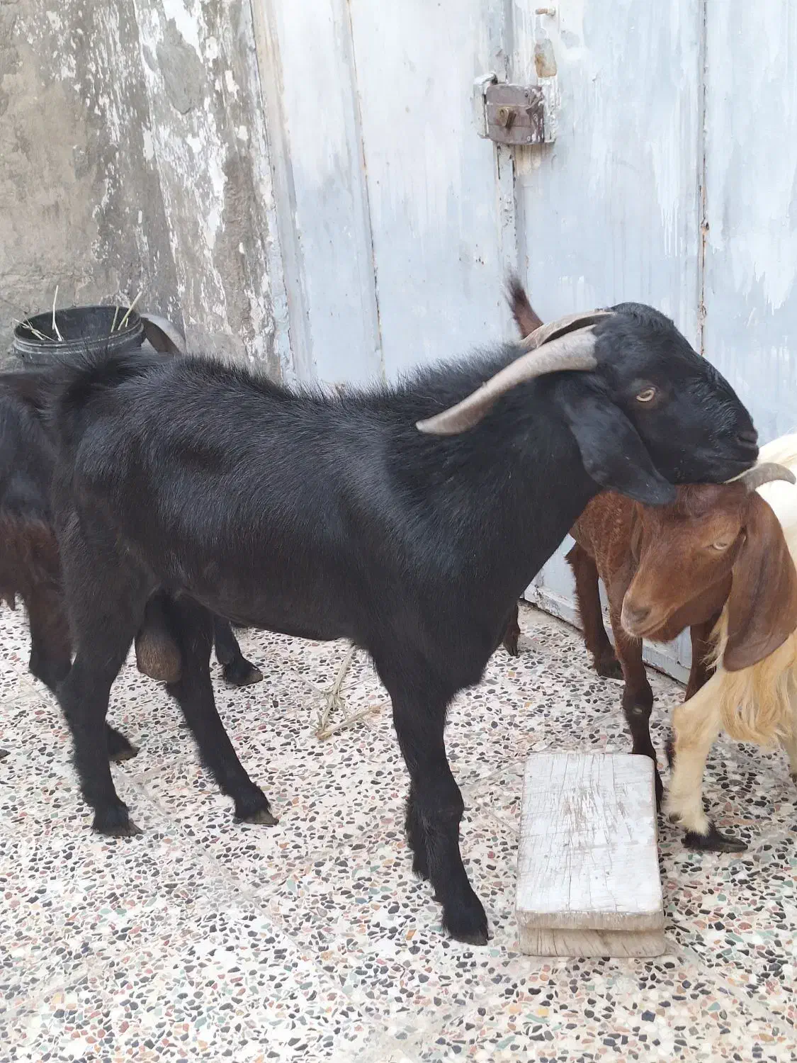 پازن هیکلی و سرحال|حیوانات مزرعه|بندر امام خمینی, |دیوار