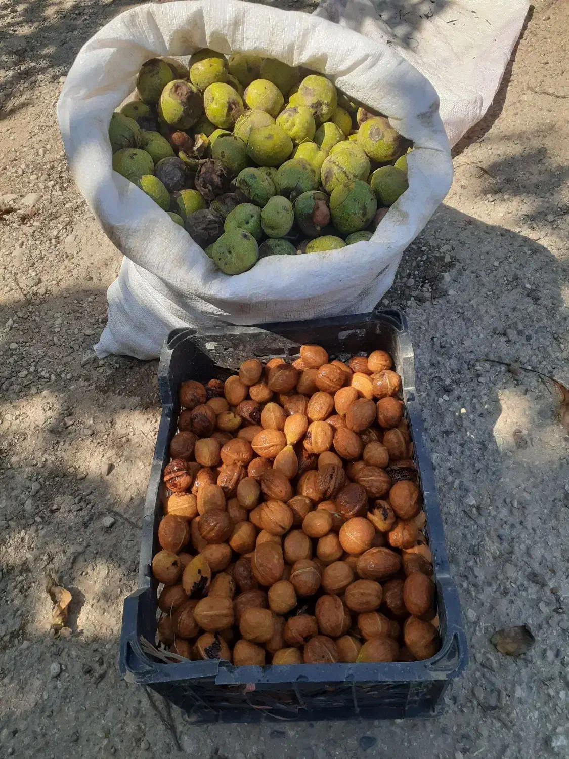 فروش گردو امسال فروش فوری|عمدهفروشی|مینودشت, |دیوار