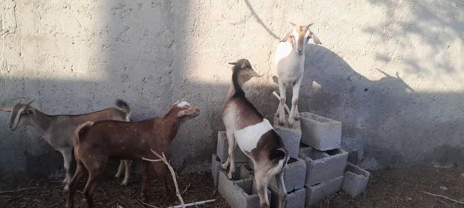 فروش کهره نر و ماده چاق و سرحال|حیوانات مزرعه|مهران (هرمزگان), |دیوار
