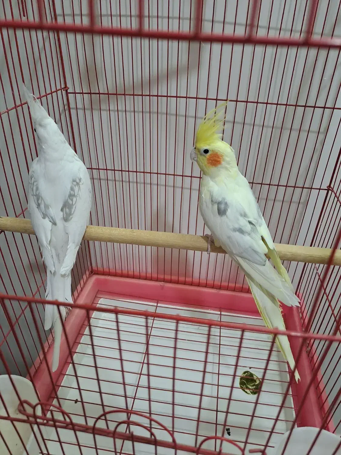 جفت عروس دوکت مولد سخنگو باقفس شیک|پرنده|دورود, |دیوار