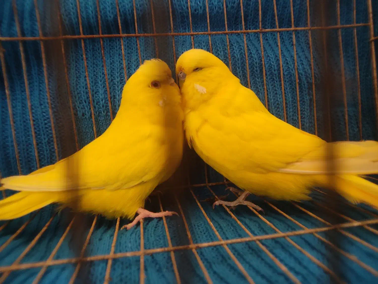 مرغ عشق انگلیسی|پرنده|بابل, |دیوار