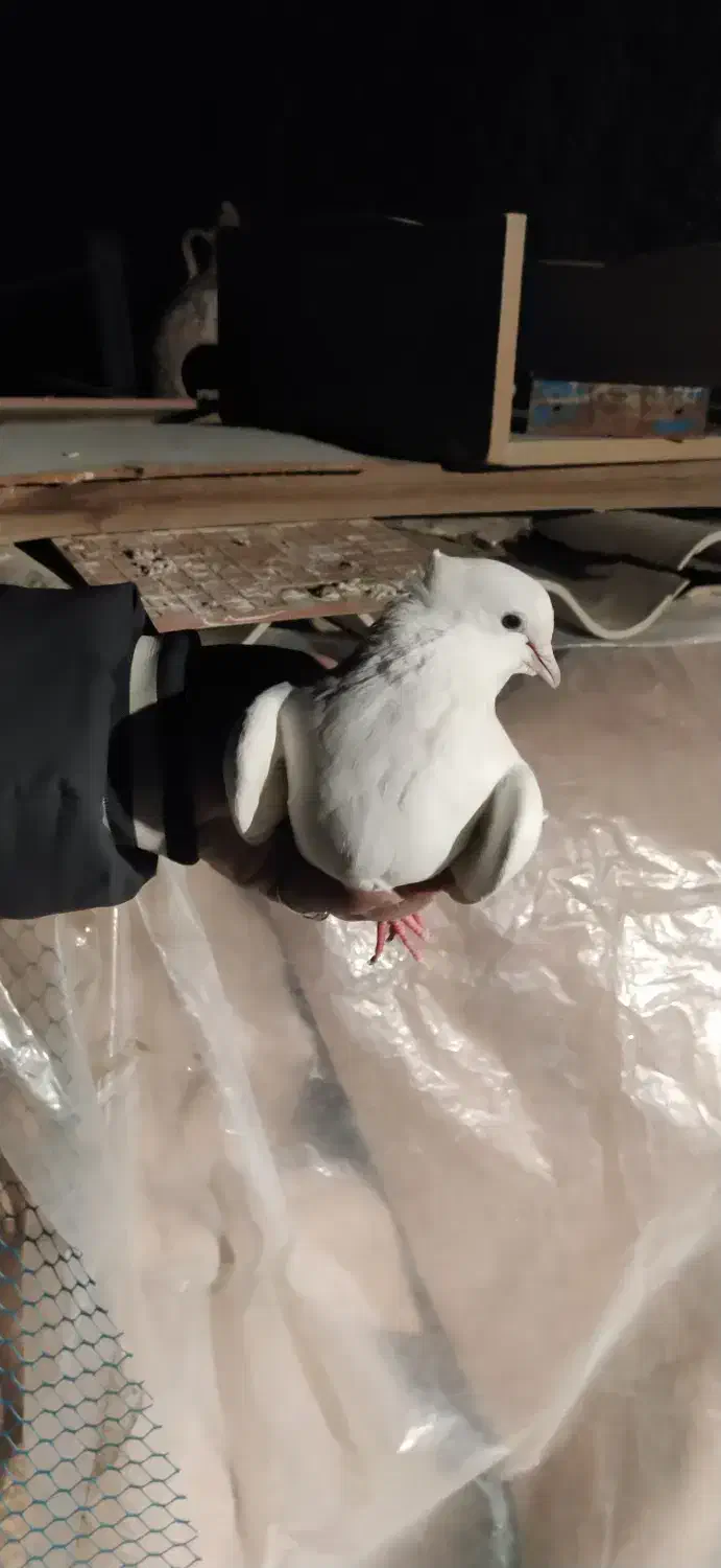 کفتر کاکلی نوک‌ریز|پرنده|گلستان (تهران), |دیوار