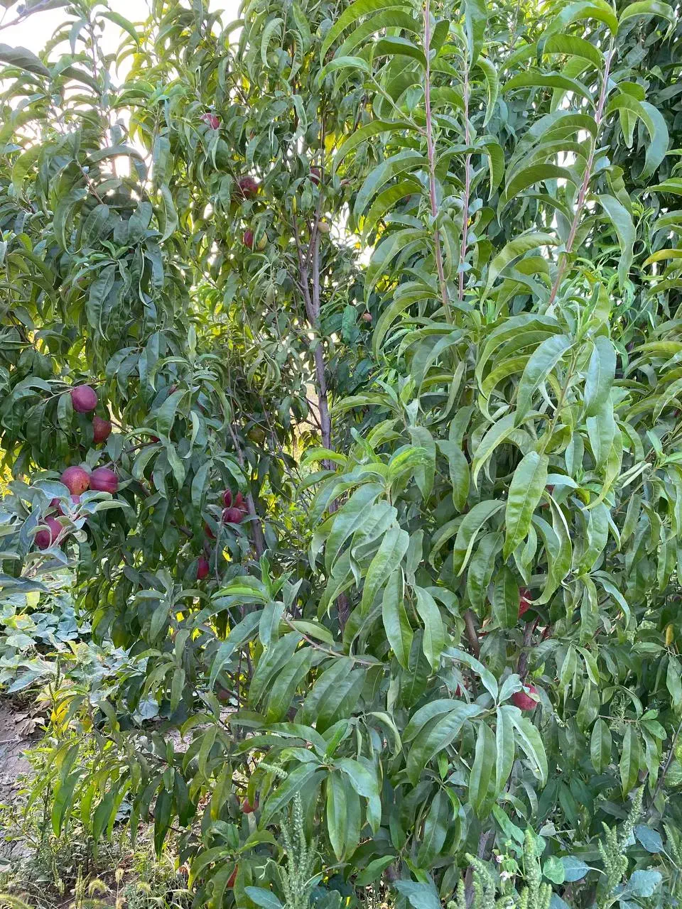 فروش فوری باغ موقعیت وقیمت بسیار مناسب|فروش دفتر صنعتی، کشاورزی، تجاری|سراب, |دیوار