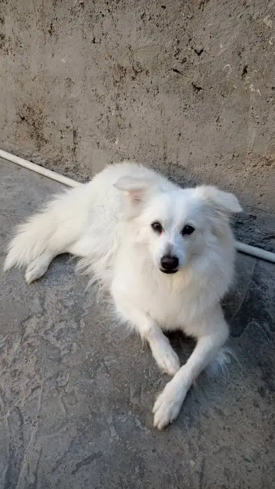 سگ ماده|سگ|میناب, |دیوار