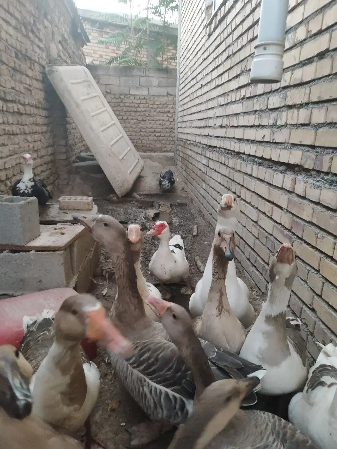 غاز|حیوانات مزرعه|کلاله, |دیوار