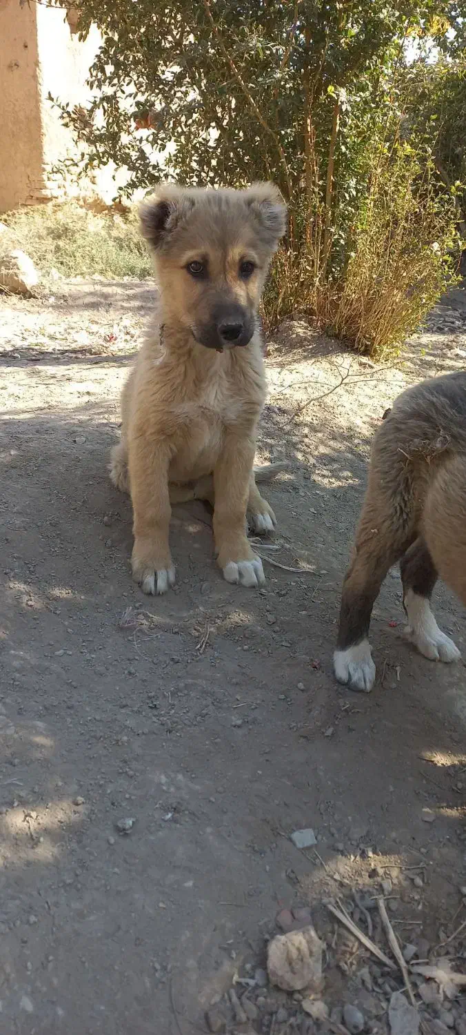 توله سگ|سگ|پیشوا, |دیوار