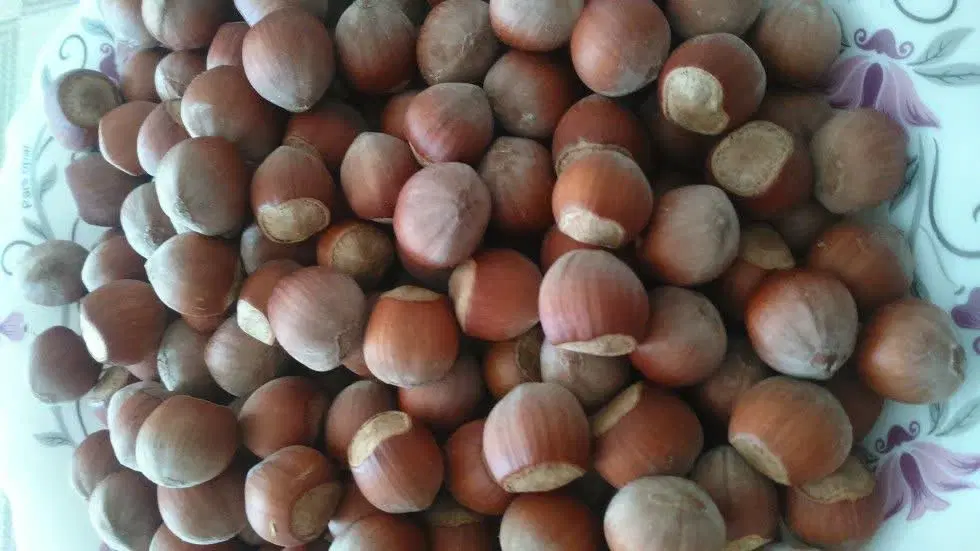 فندق|خوردنی و آشامیدنی|اصفهان, فیض|دیوار