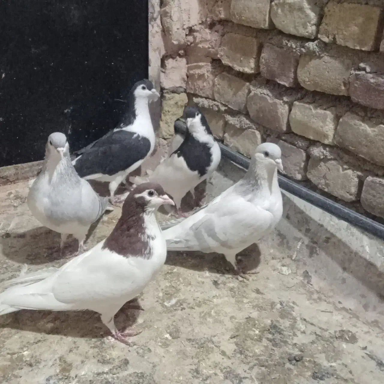 پرنده|پرنده|سبزوار, گلشن|دیوار