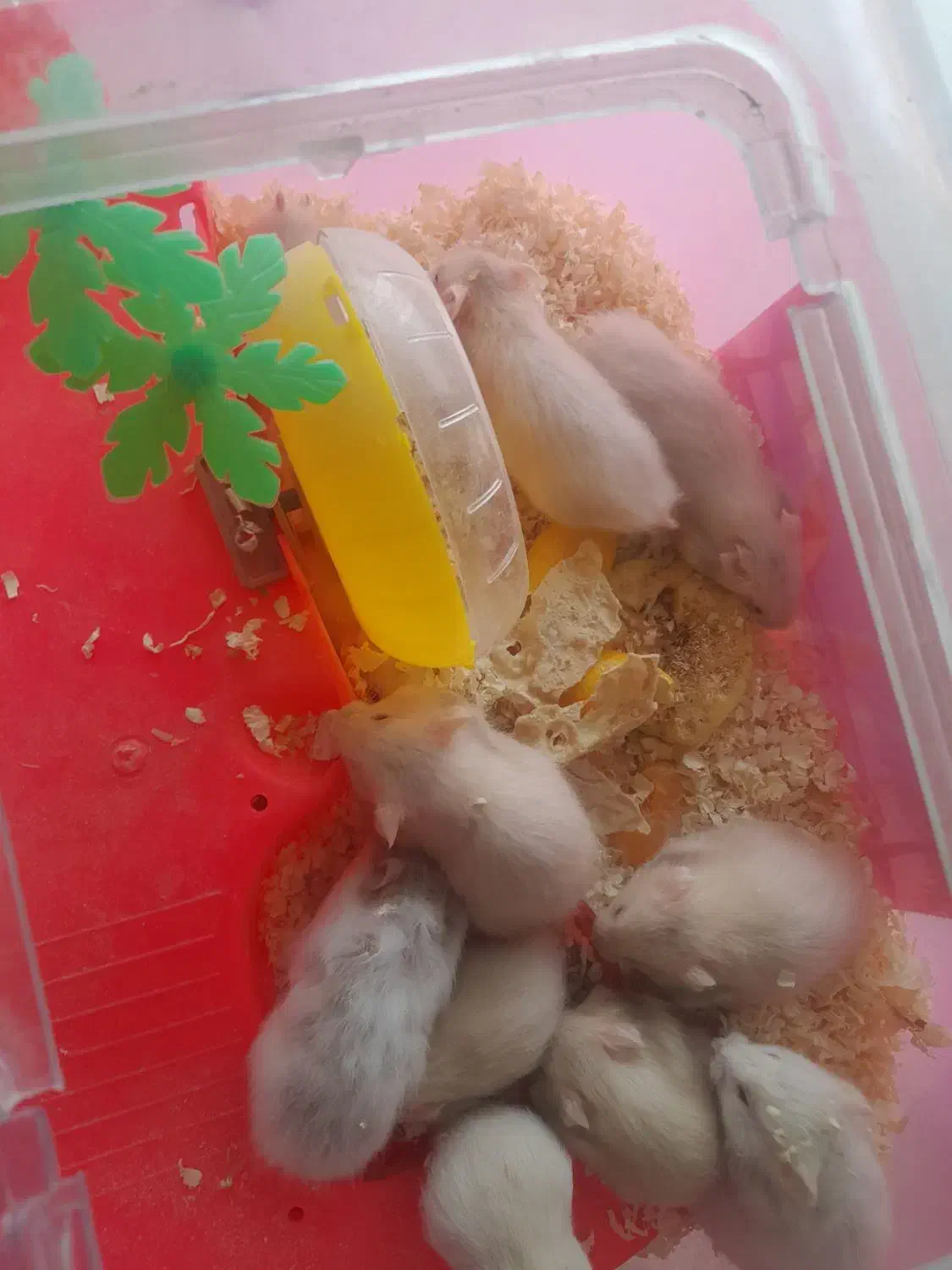 فروش توله همستر|موش و خرگوش|دهدشت, |دیوار