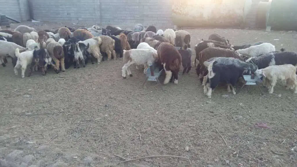 گوسفند زنده کهره و بره|حیوانات مزرعه|شیراز, احمدآباد|دیوار