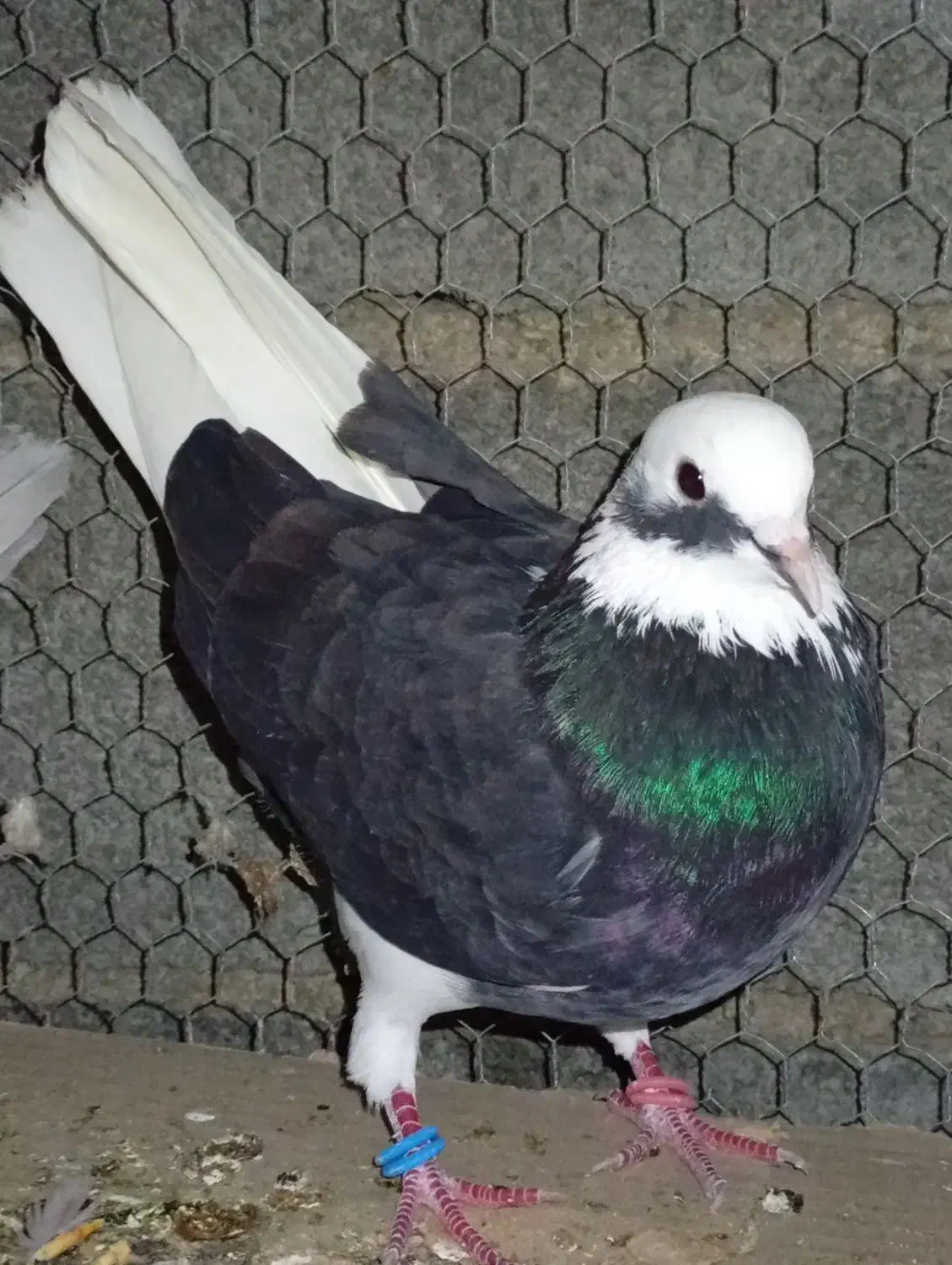 کبوتر ارزان|پرنده|کوهی‌خیل, |دیوار